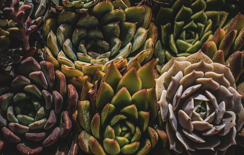 Plant stands