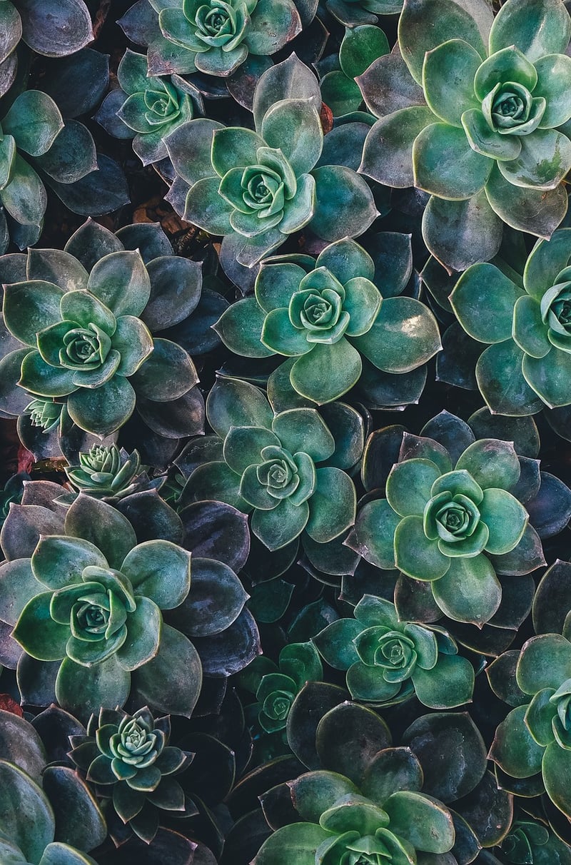 Succulent arrangement
