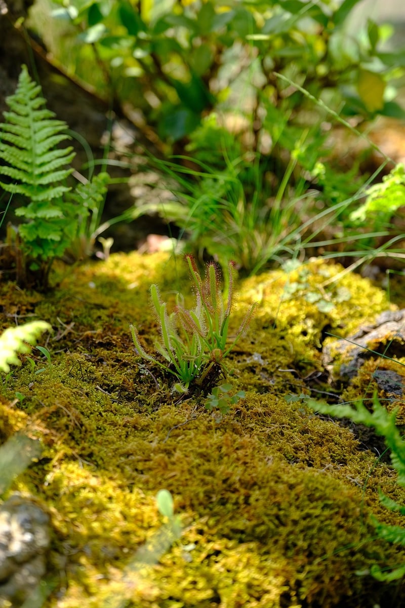 Terrariums